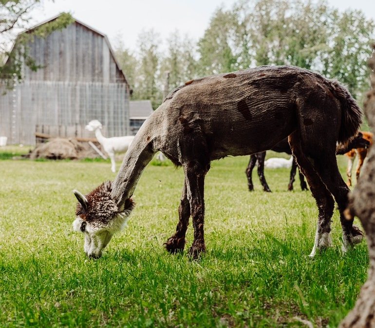 Ethical Fibre Production at Dream Acres Alpacas