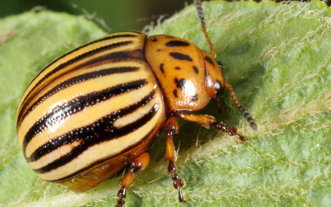 Identifying and Controlling Insect Pests