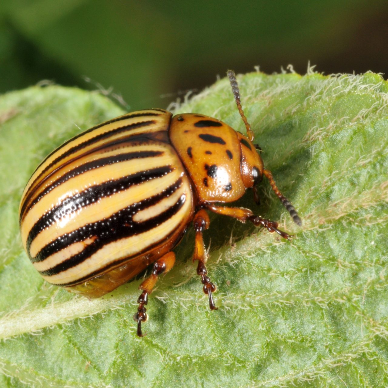 Identifying and Controlling Insect Pests - EFAO