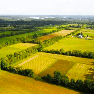 Aerial view of a patchwork of green and gold grain fields at Ironwood Organics, bordered by green trees