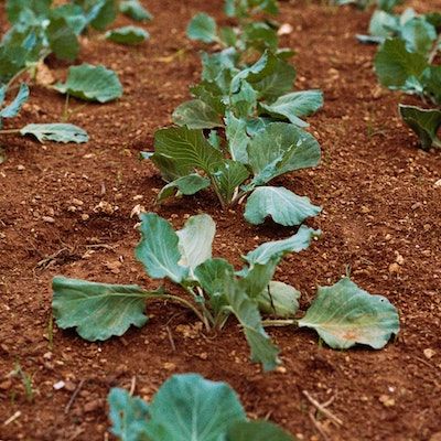 Language of Ecological Agriculture and Food Systems in Ontario