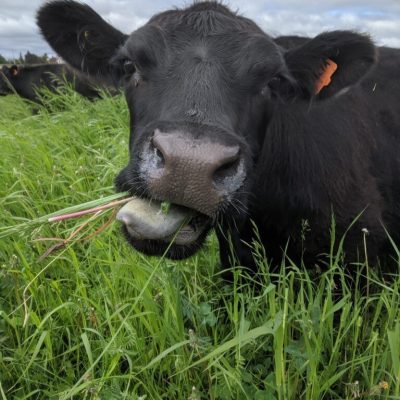 A black cow is chewing in the foreground of the photo, surrounded by a green field