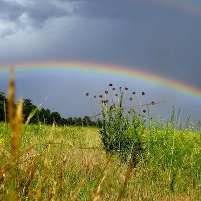 Ground-level view of a farm field, with a vibrant rainbow overhead and a treed area in the background