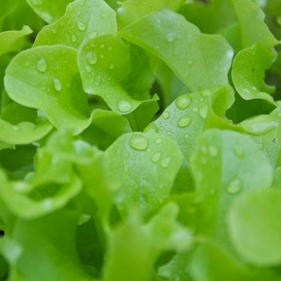 A close up shot of light green, ruffled leaves of baby lettuce