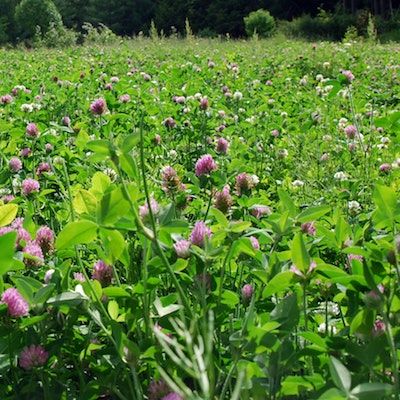 Red clover blooms amid a green field on a sunny day