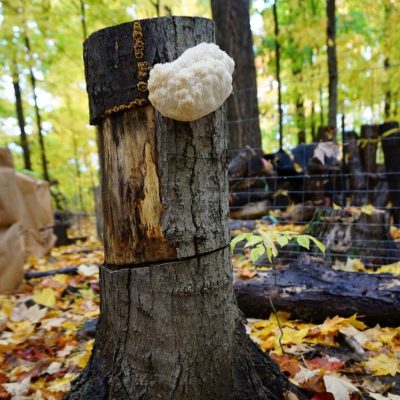 lions mane fruiting out of a stump surrounded by autumn leaves