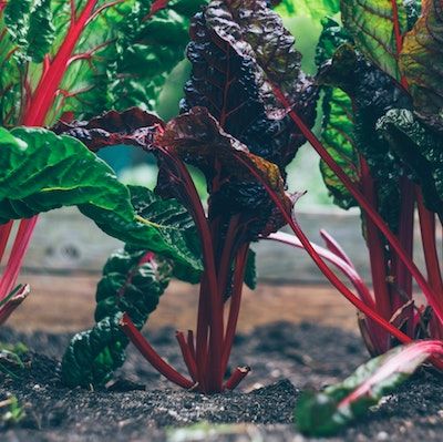 Three red-stemmed chard plants grow in a row, the middle one with dark red leaves, and the others with bright green leaves