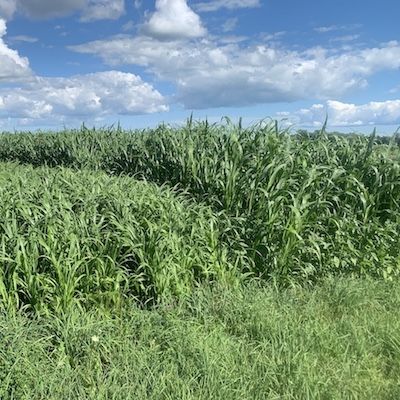 No-Till Vegetable Trials: High residue cover crops