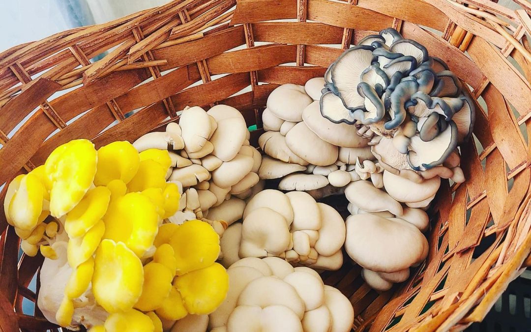 Mushroom Cultivation with the Wild Basket