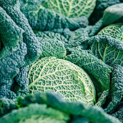 Crinkly green Savoy Cabbages sit close together on a table