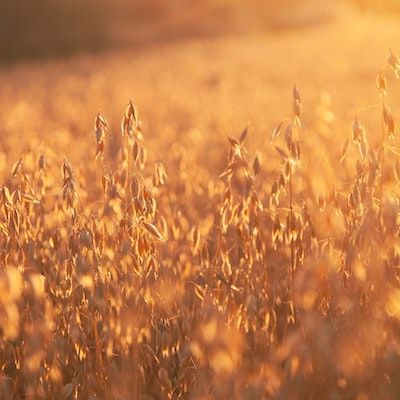 A field of oats ablaze in orange light at sunset