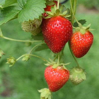 Three red strawberries and two small white ones hang over a green background