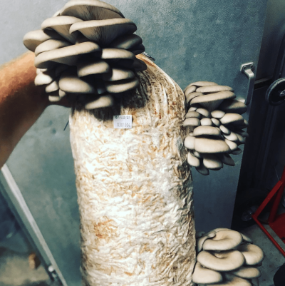 oyster mushrooms fruiting out of a plastic bag filled with sawdust