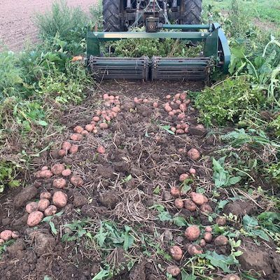 Growing Potatoes with Cover Crops