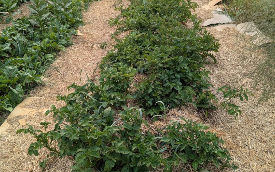 In the Field: Small Scale Weed Management