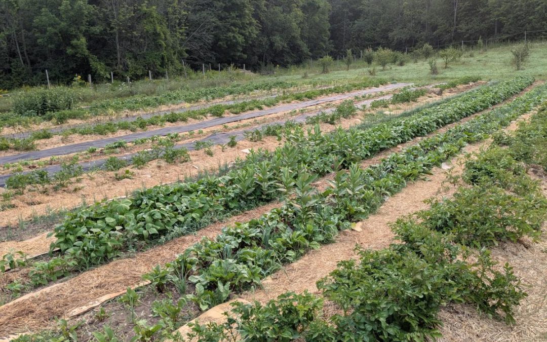 Seed Farming & Farmer-Led Research at Persephone Market Garden and Luna Mia Farm