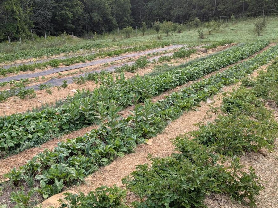 Three Farmer-Researchers Making Mulch Work