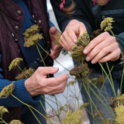 a small group of people gather round tall dill flowers and reach out to touch them