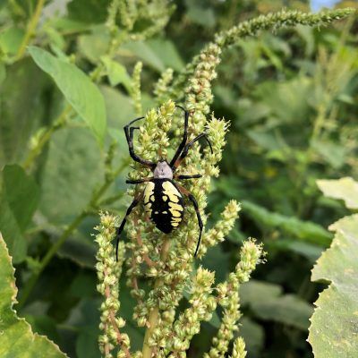 Farming With Predatory Beneficial Insects
