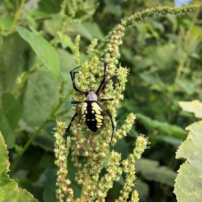 black and yellow spider on a plant