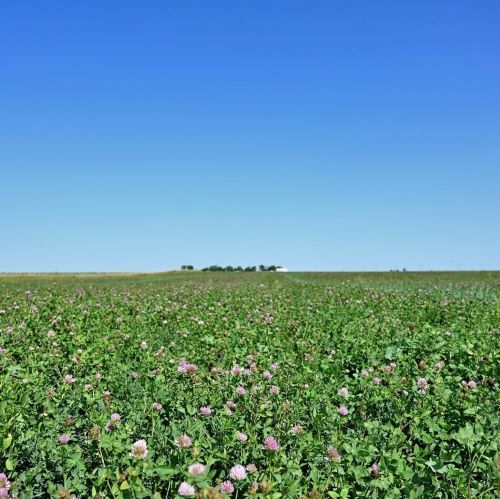 a field of red clover