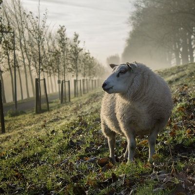 A white sheep stands in the dewy grass between rows of trees on a misty morning