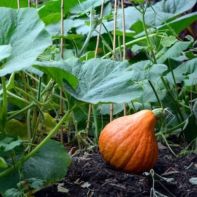 squash growing