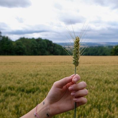 A light-skinned person's hand holds a sprig of wheat in front of a backdrop of a golden wheat field on a cloudy day