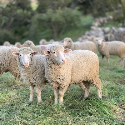 Sheep in field