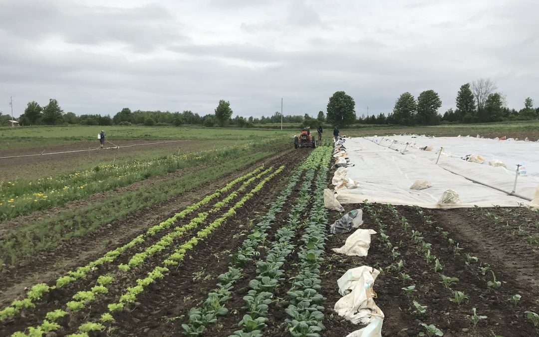 Ignatius Farm Small Plot Tour