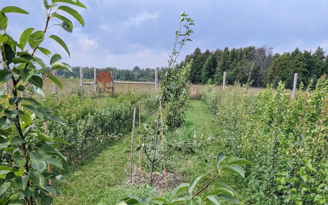Scion Exchange & Grafting Workshop with The Urban Orchardist