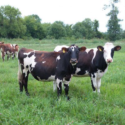 Cows in field