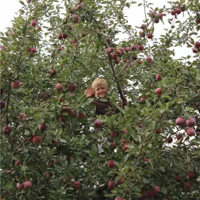 A young child with blond hair is seen in a tree, surrounded by tree branches laden with red apples