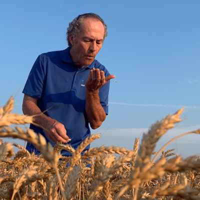 Peter "Wheat Pete" Johnson stands over a golden field of wheat closely examining it